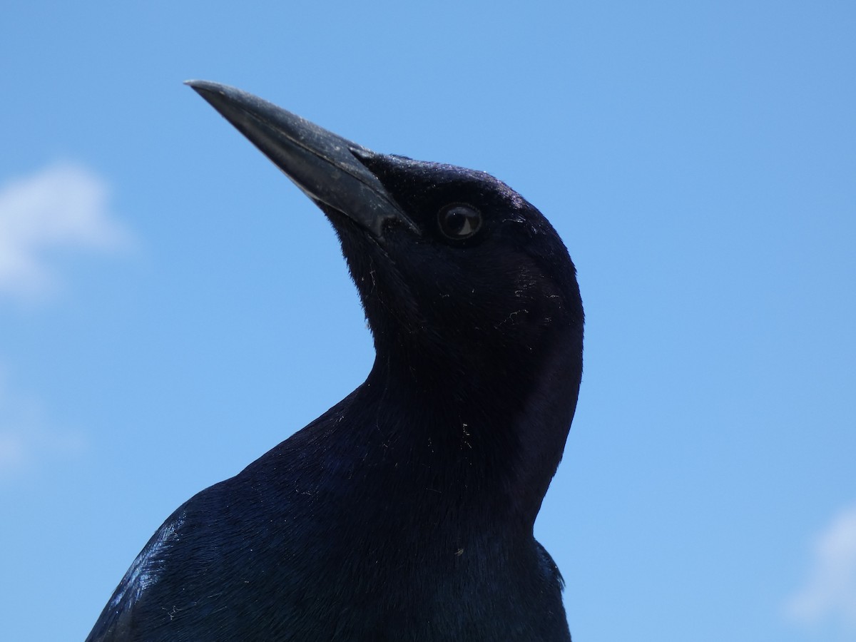 Boat-tailed Grackle - ML618323998