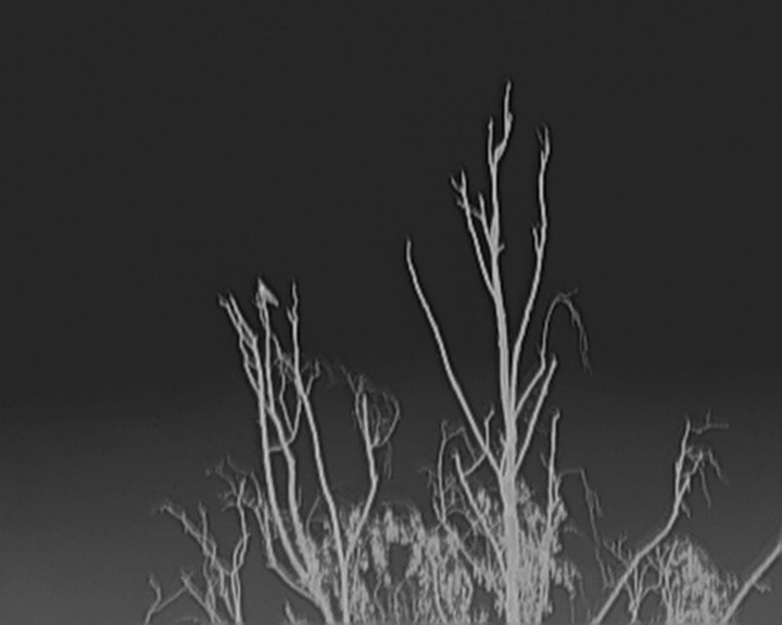 Eurasian Nightjar - Kit Britten