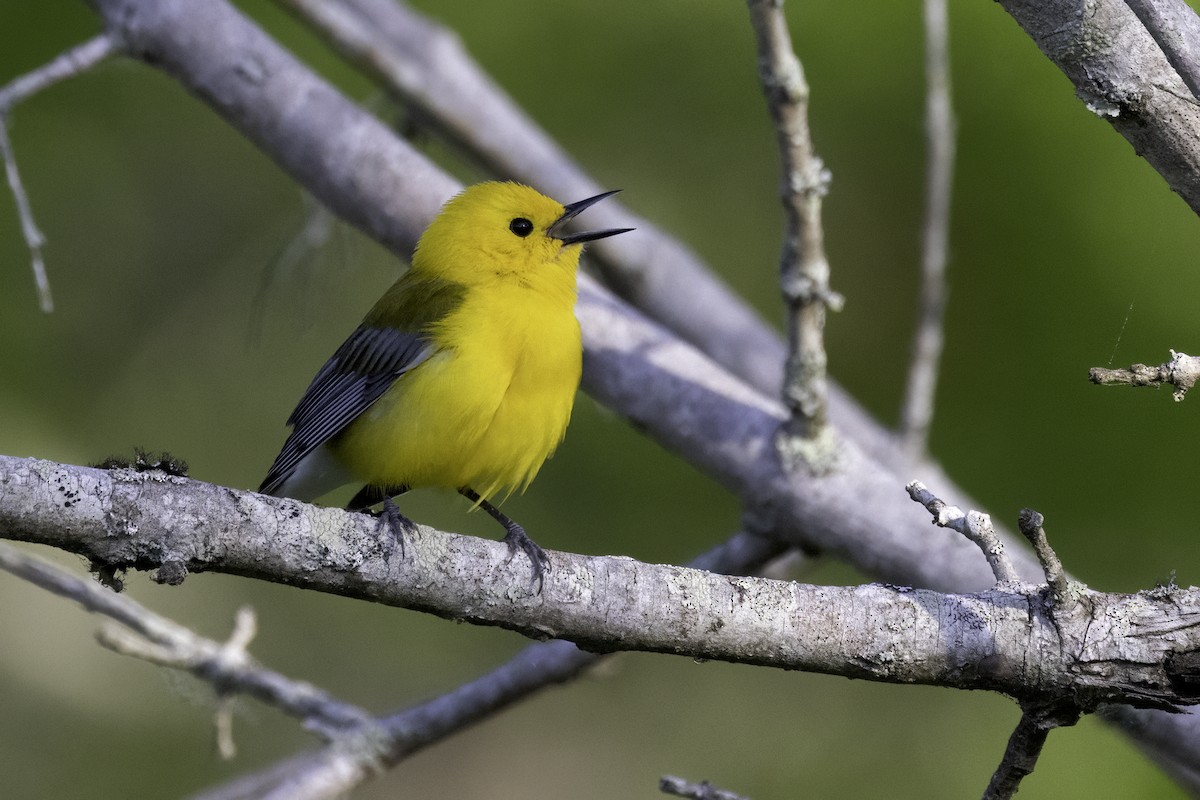 Prothonotary Warbler - ML618324035