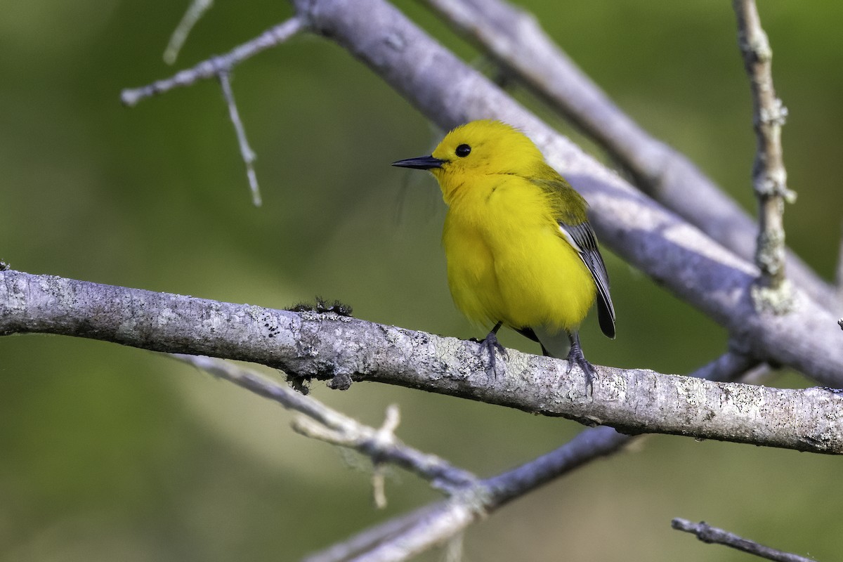 Prothonotary Warbler - ML618324036