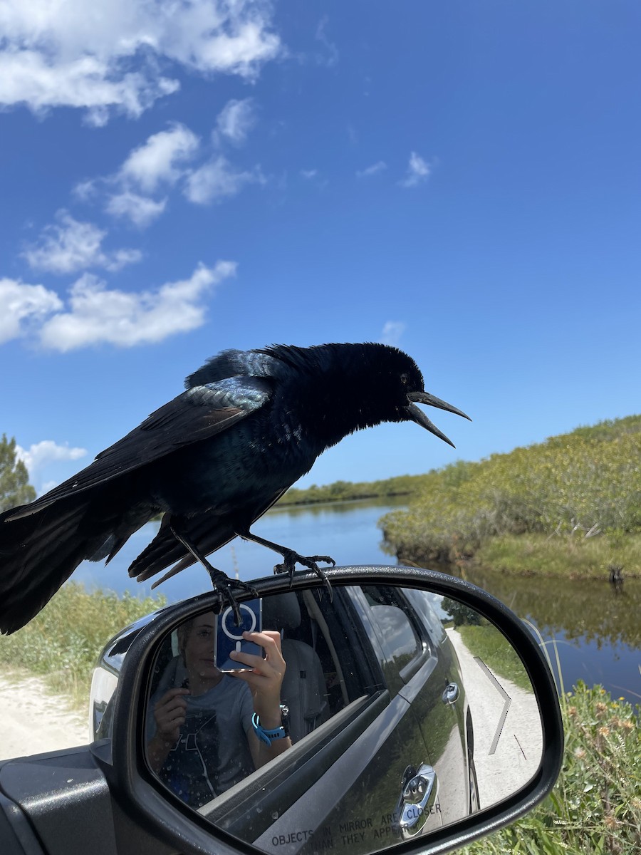 Boat-tailed Grackle - ML618324048