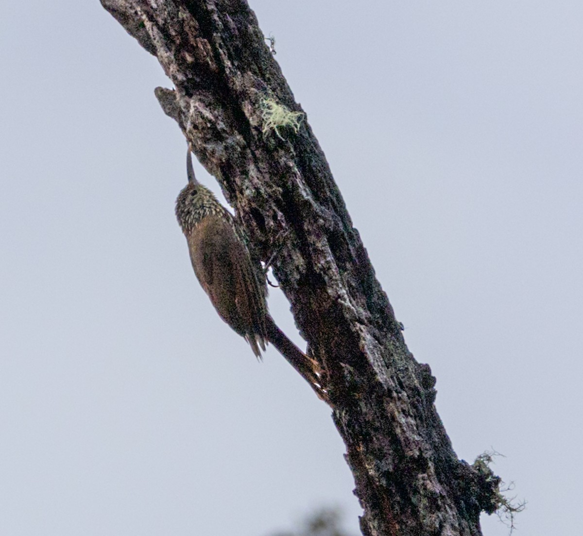 Spot-crowned Woodcreeper - Tracy Kaminer