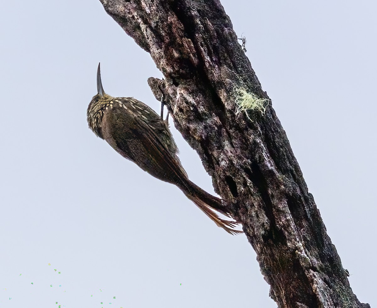 Spot-crowned Woodcreeper - ML618324086