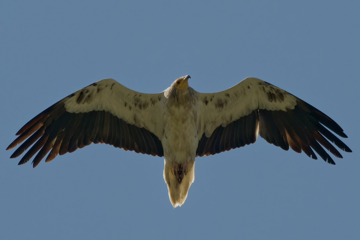 Egyptian Vulture - ML618324104