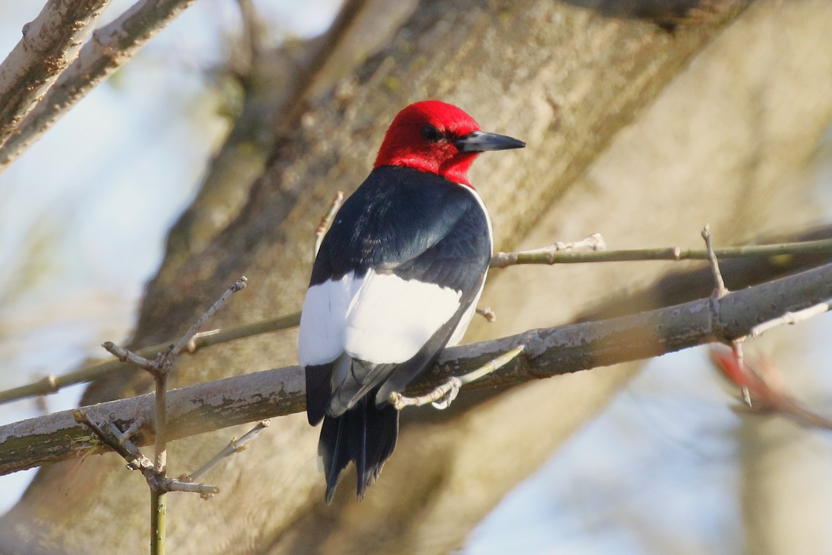 Red-headed Woodpecker - walter sliva