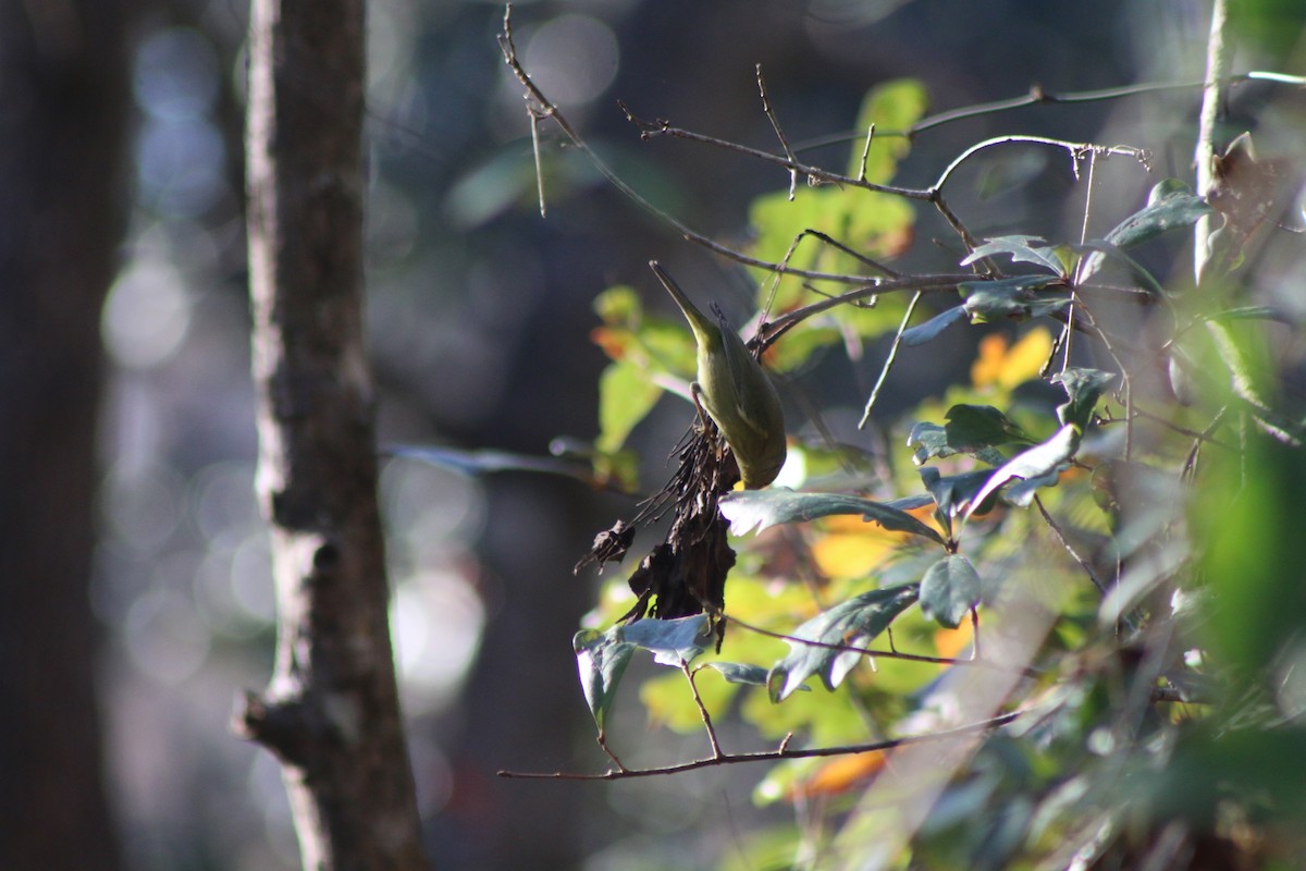 Orange-crowned Warbler - Cory Ruchlin