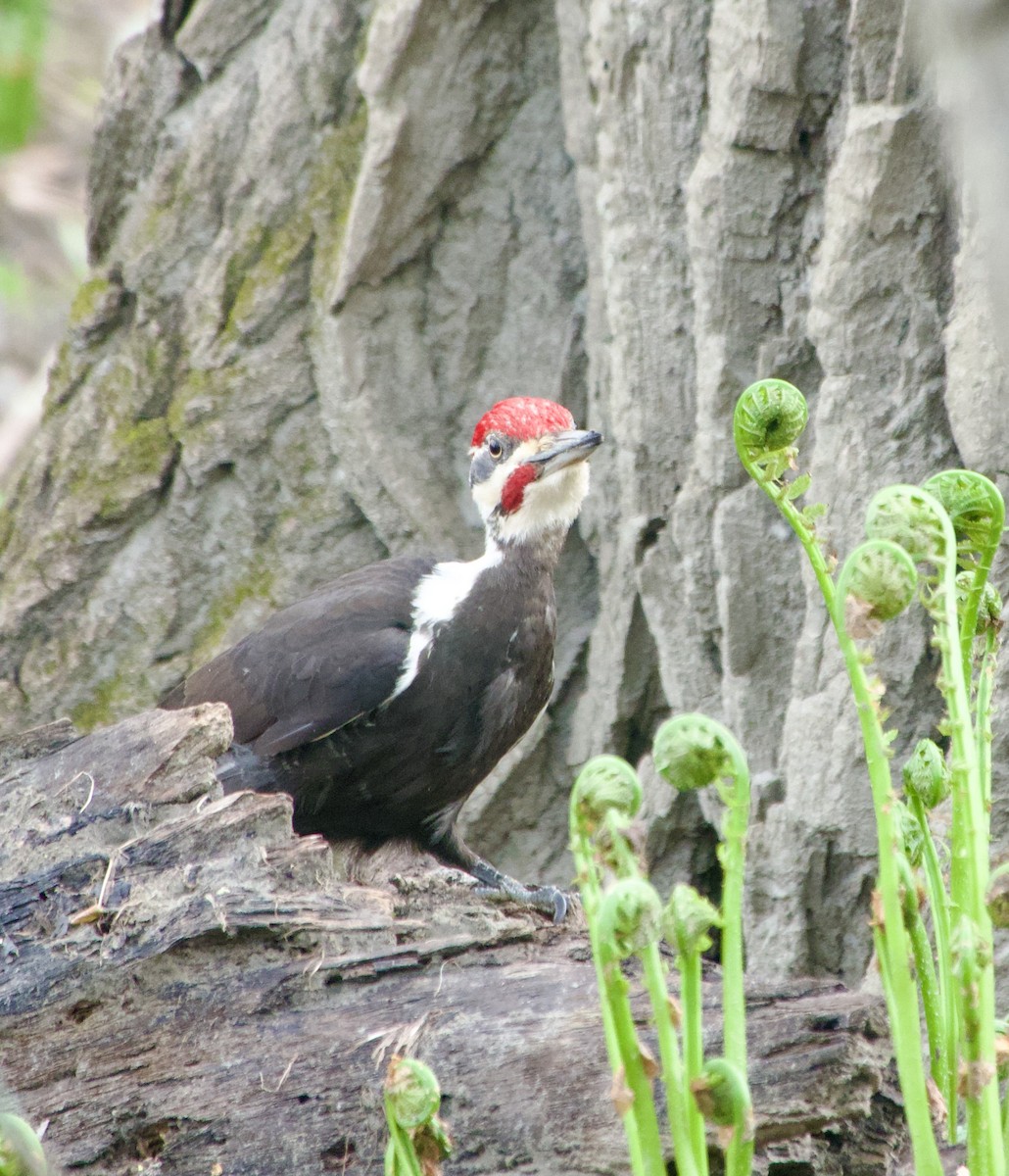 Pileated Woodpecker - ML618324162