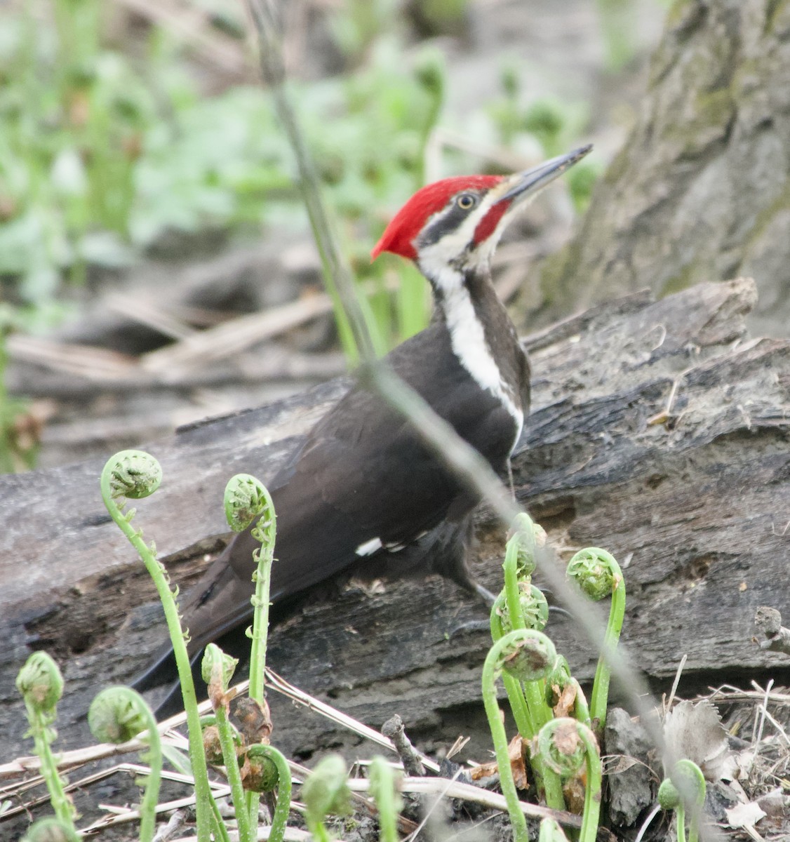 Pileated Woodpecker - ML618324164