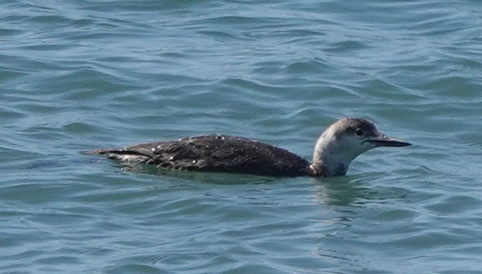 Red-throated Loon - ML618324168