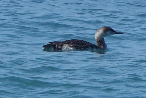 Red-throated Loon - ML618324169