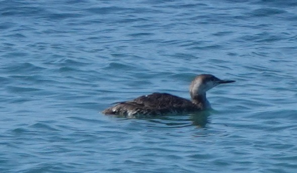 Red-throated Loon - ML618324170