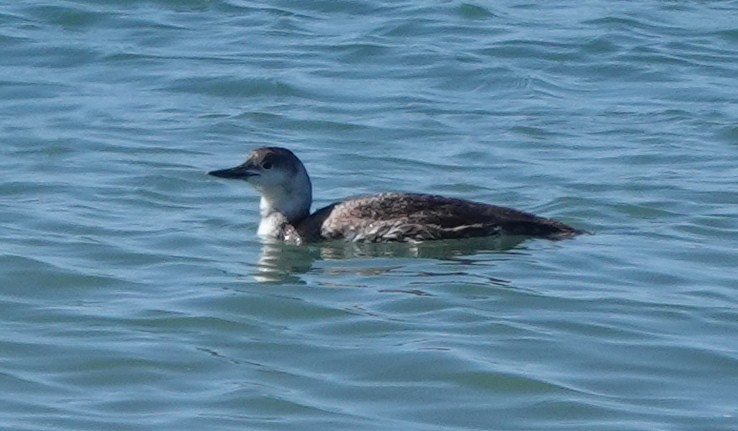 Red-throated Loon - ML618324171