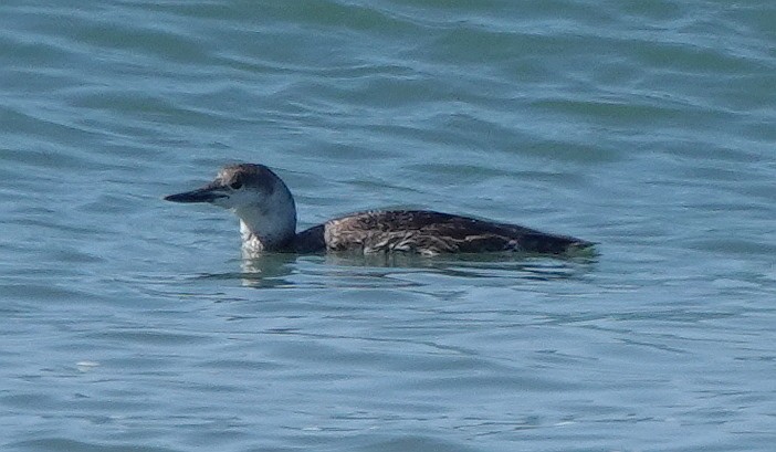 Red-throated Loon - ML618324172