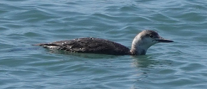 Red-throated Loon - ML618324173