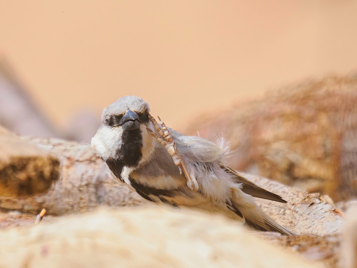 Desert Sparrow - ML618324175