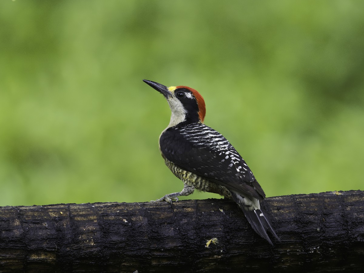 Black-cheeked Woodpecker - ML618324176