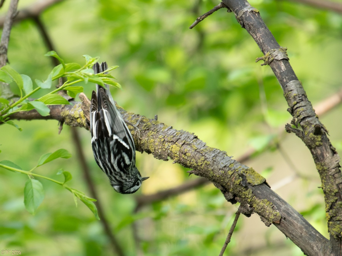 Black-and-white Warbler - ML618324190