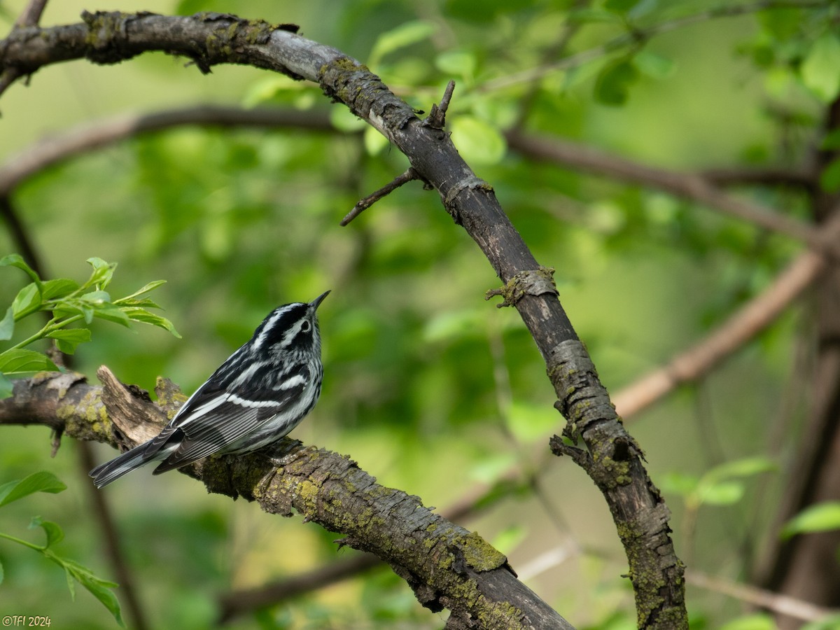 Black-and-white Warbler - ML618324192