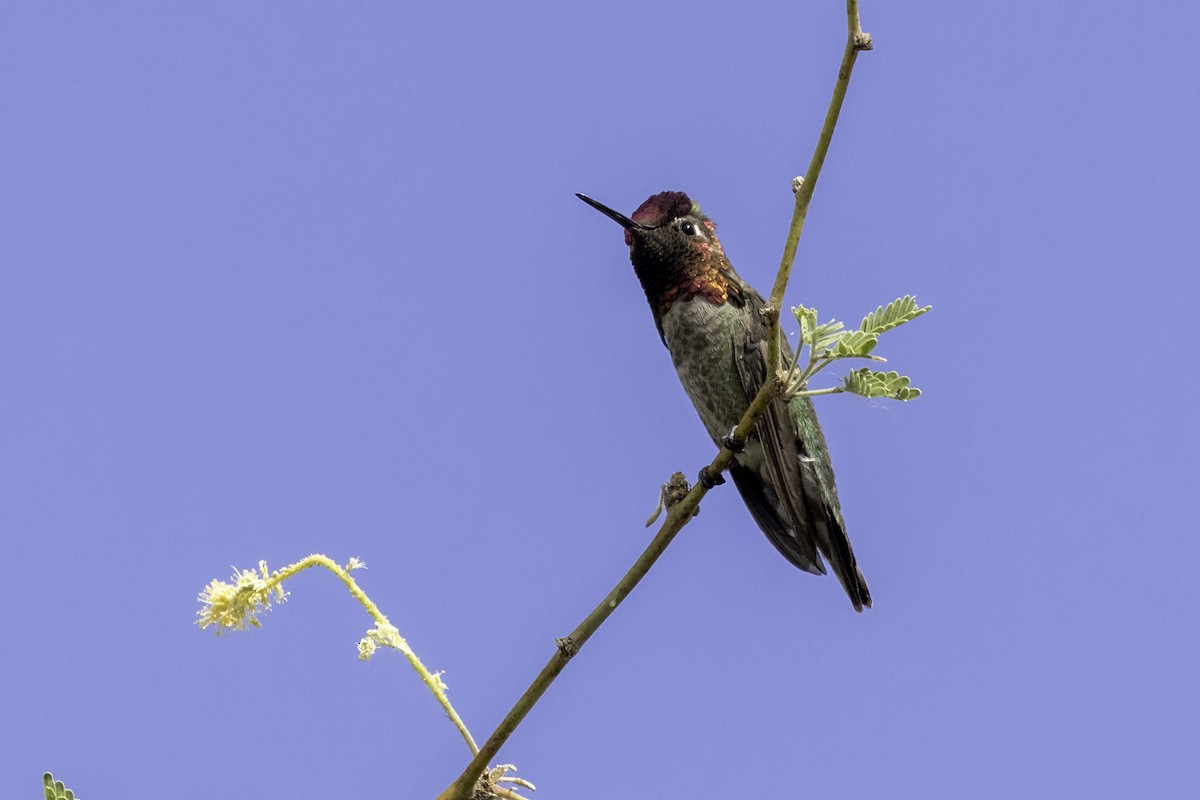 Anna's Hummingbird - Mel Green