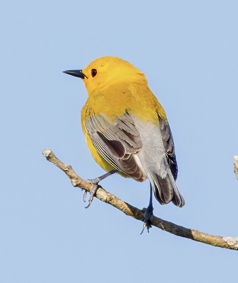 Prothonotary Warbler - ML618324237