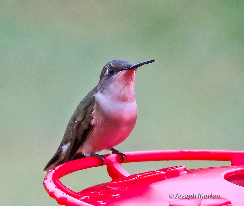 Ruby-throated Hummingbird - ML618324243