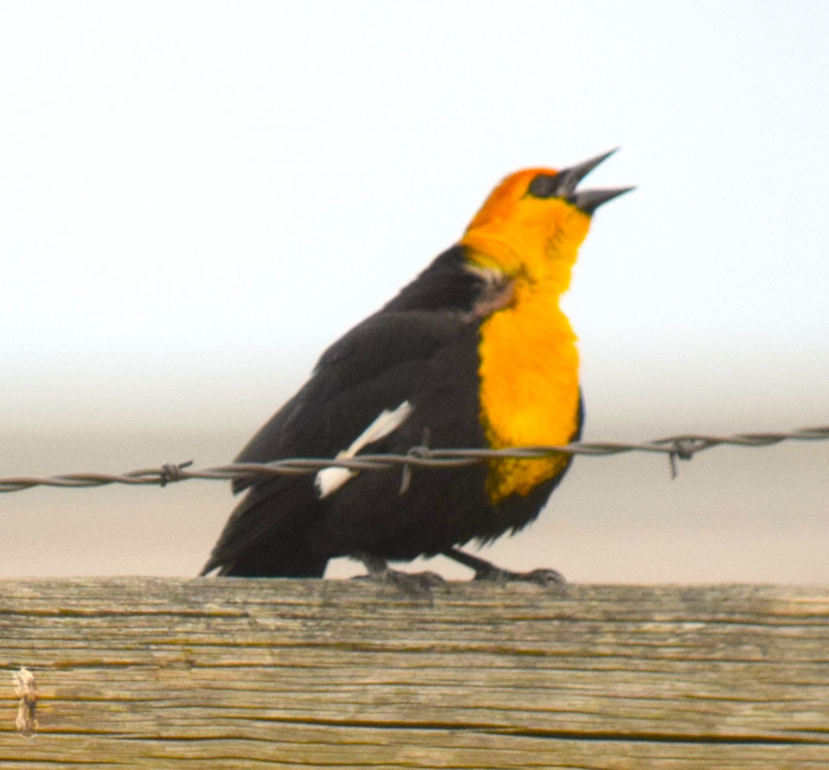 Yellow-headed Blackbird - ML618324250