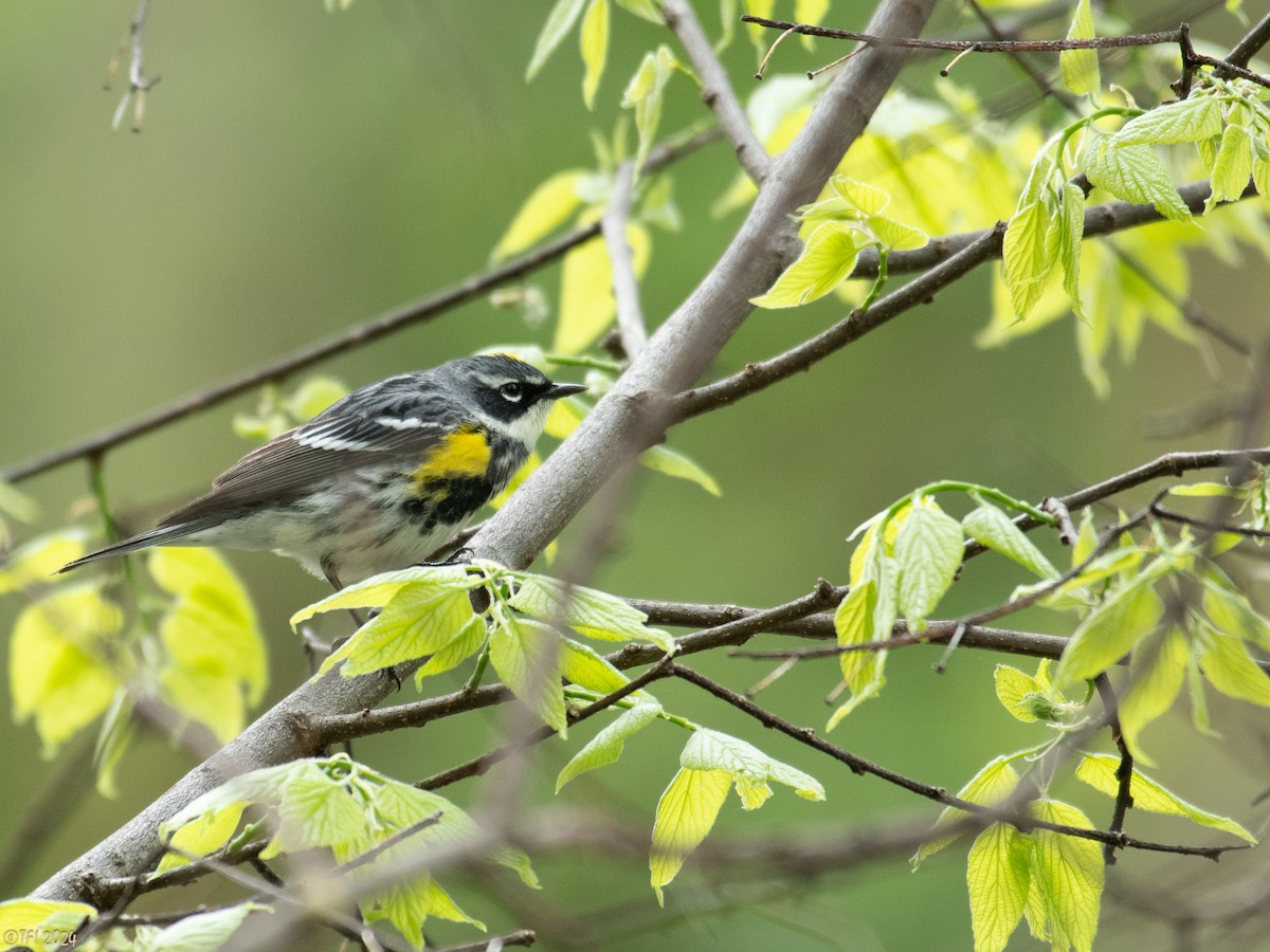 Yellow-rumped Warbler (Myrtle) - ML618324253