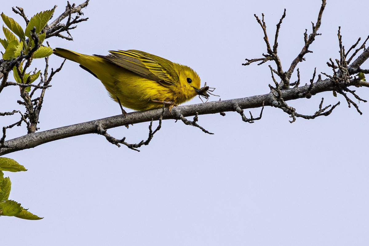 Yellow Warbler - ML618324302