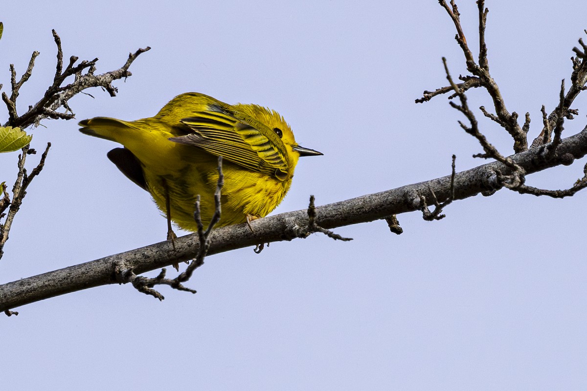 Yellow Warbler - ML618324304
