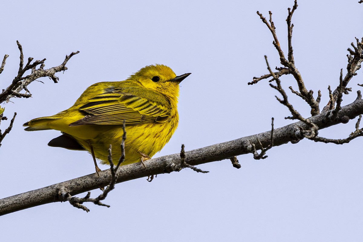 Yellow Warbler - ML618324305