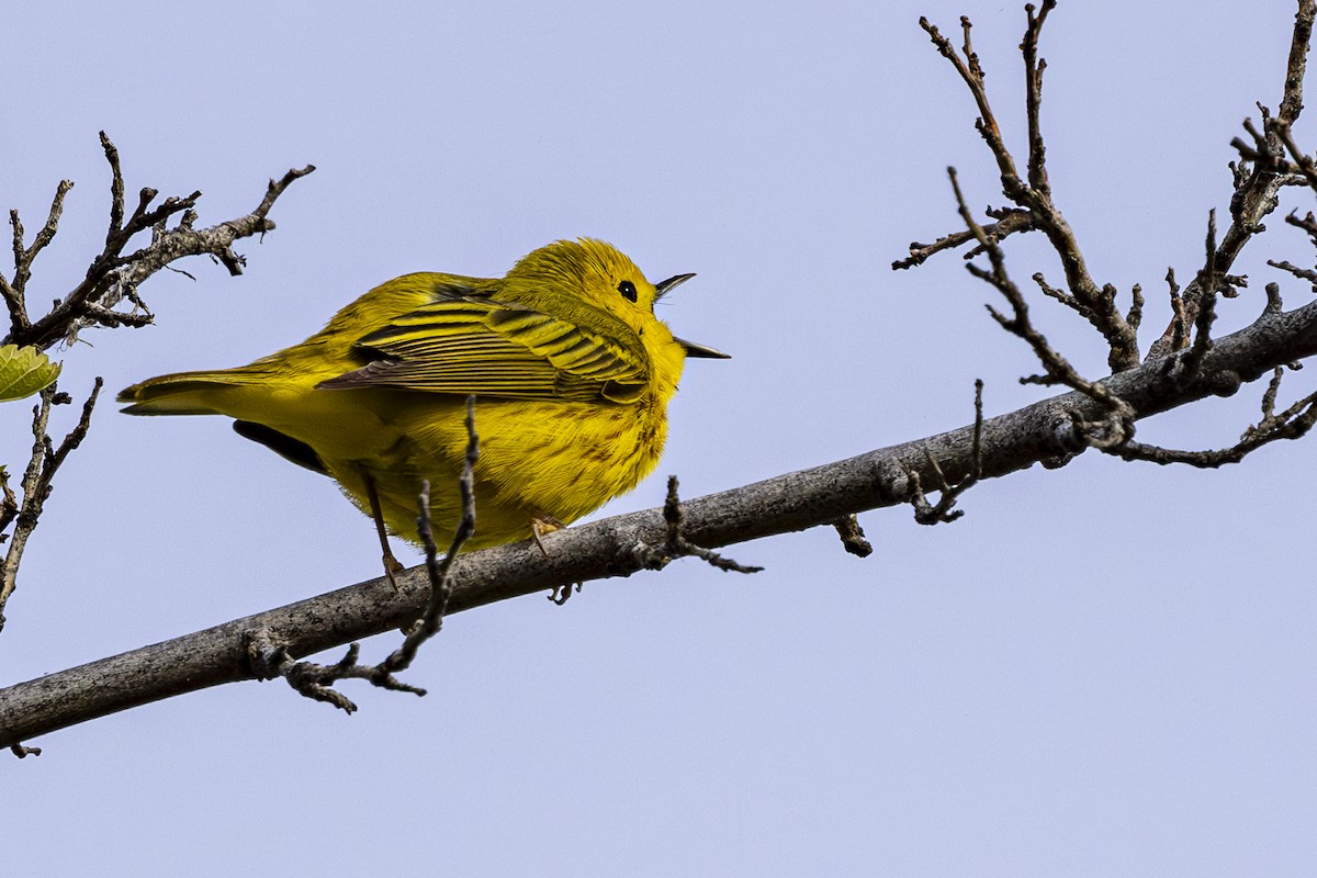 Yellow Warbler - ML618324309