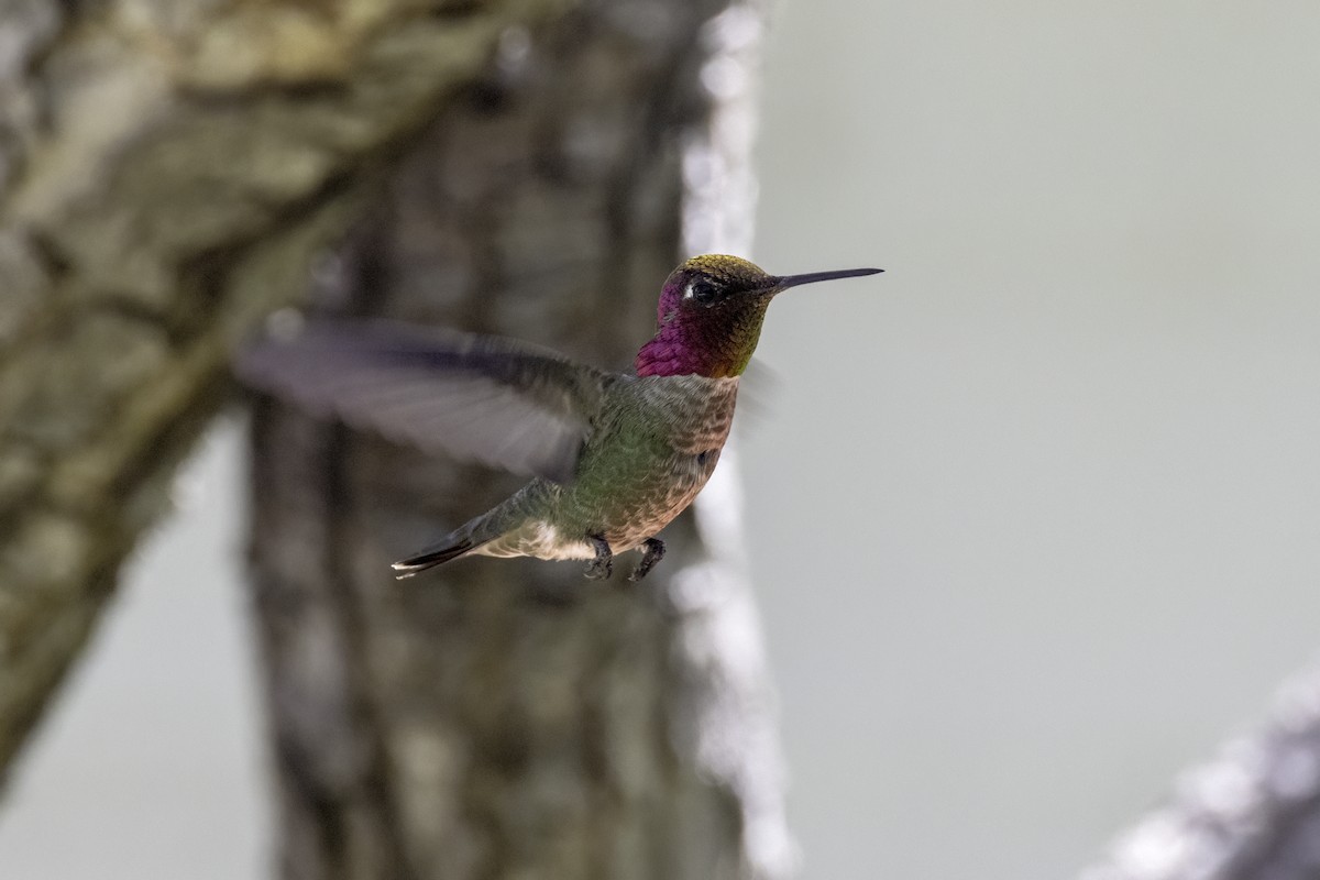 Anna's Hummingbird - Mel Green