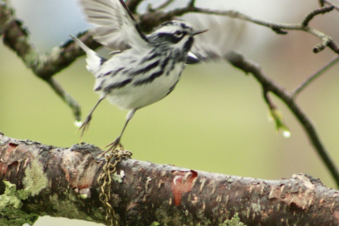 Black-and-white Warbler - ML618324347