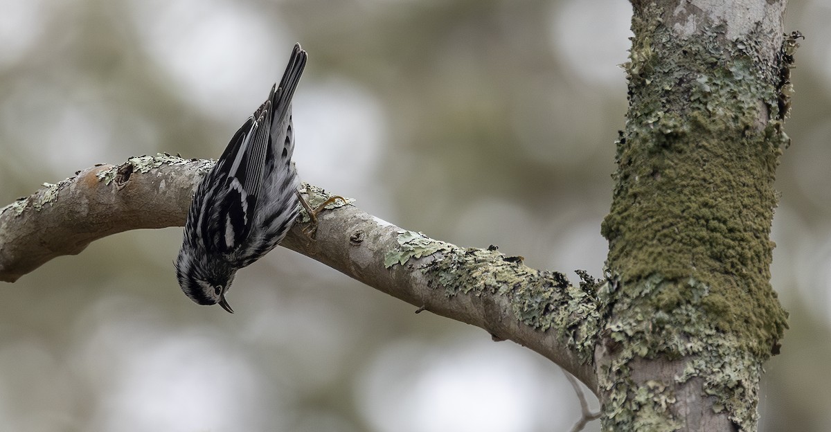 Black-and-white Warbler - ML618324355