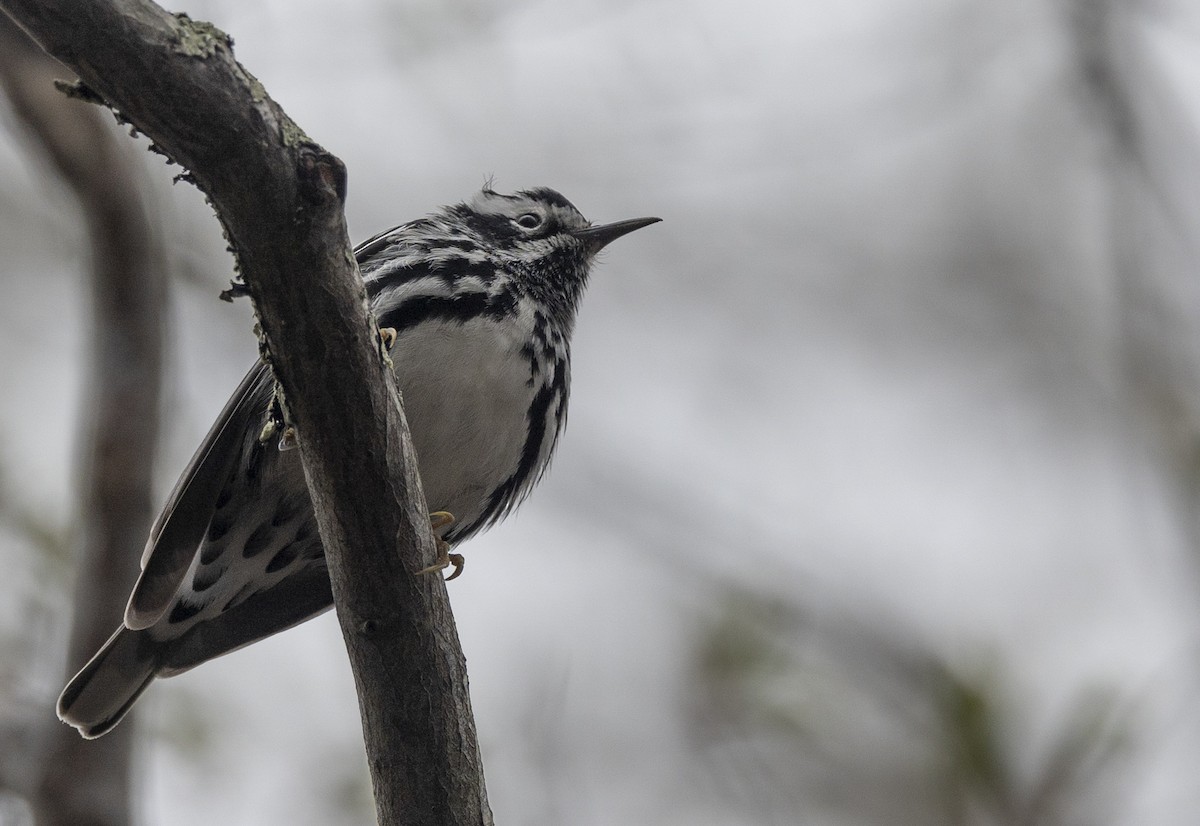 Black-and-white Warbler - ML618324356