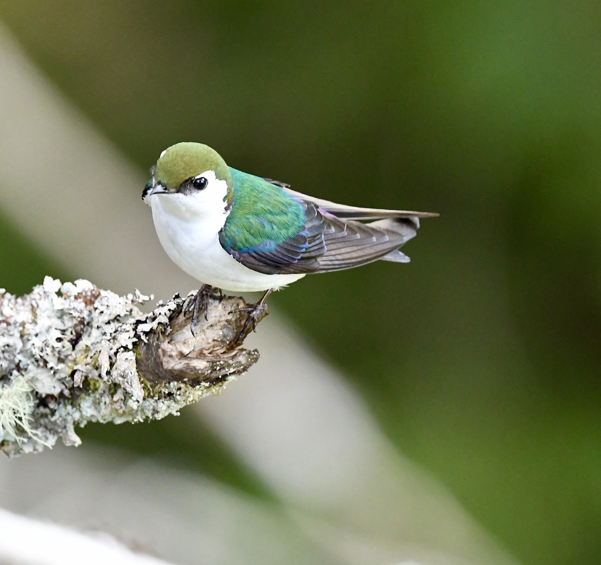Violet-green Swallow - ML618324389
