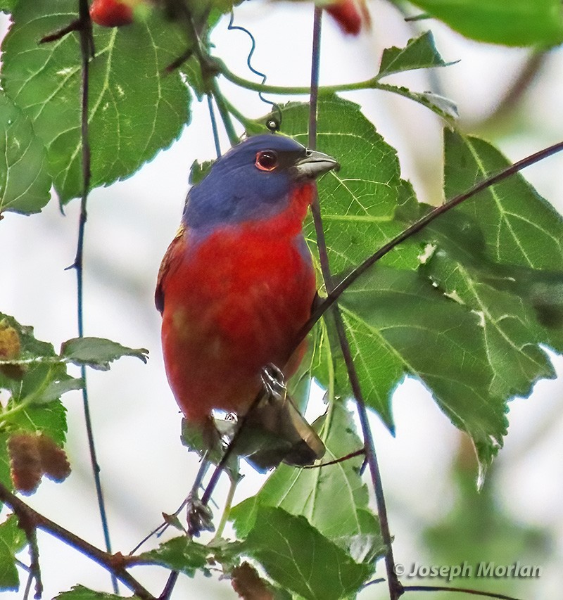 Painted Bunting - ML618324395