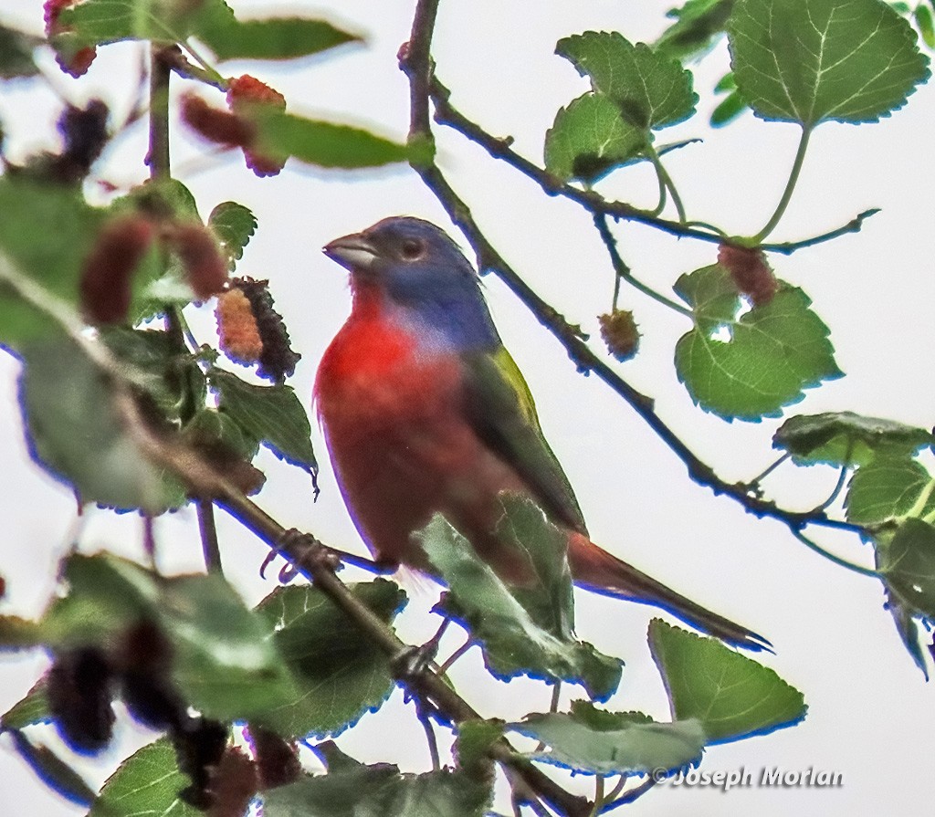 Painted Bunting - ML618324396
