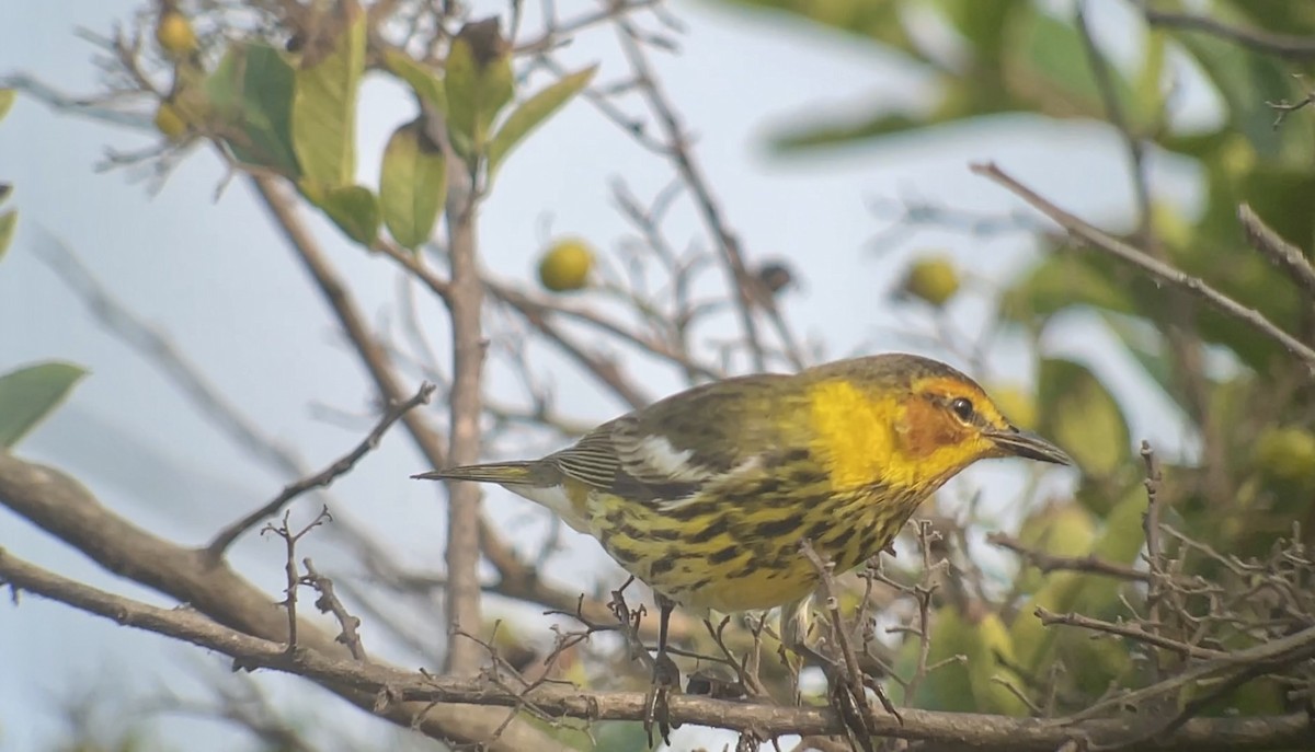 Cape May Warbler - ML618324433
