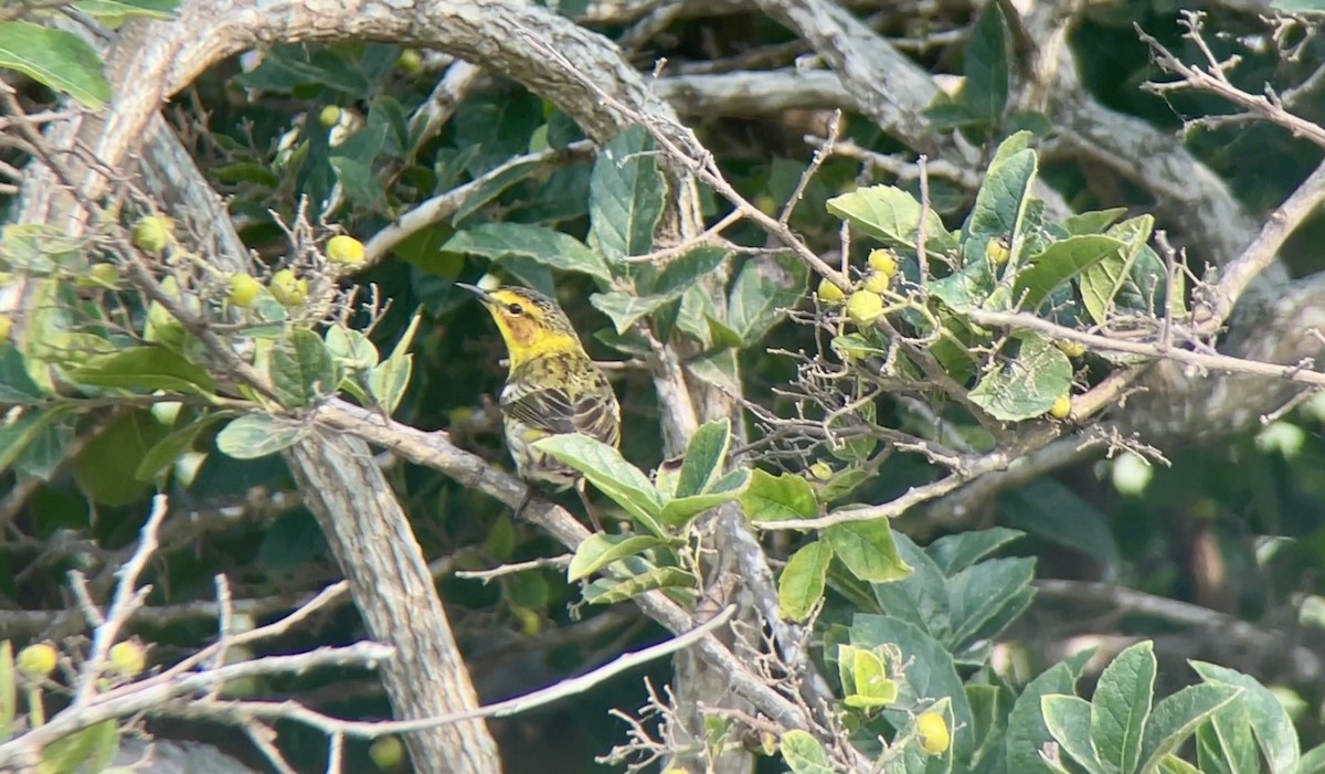 Cape May Warbler - ML618324434