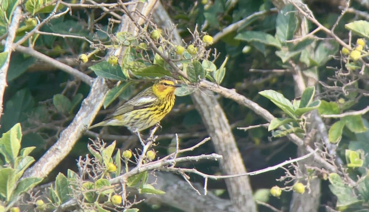 Cape May Warbler - ML618324435
