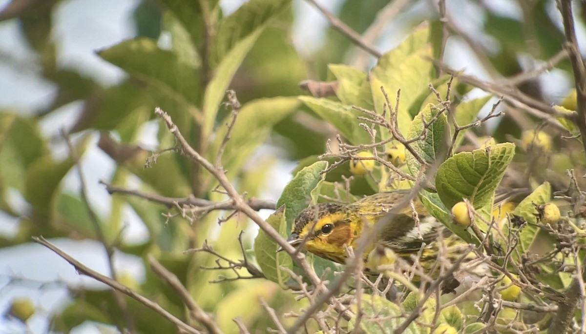 Cape May Warbler - ML618324436