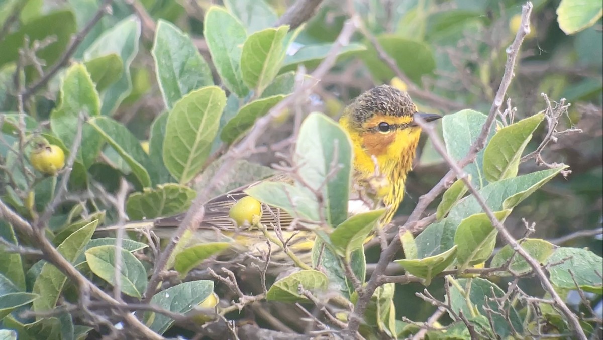 Cape May Warbler - ML618324437