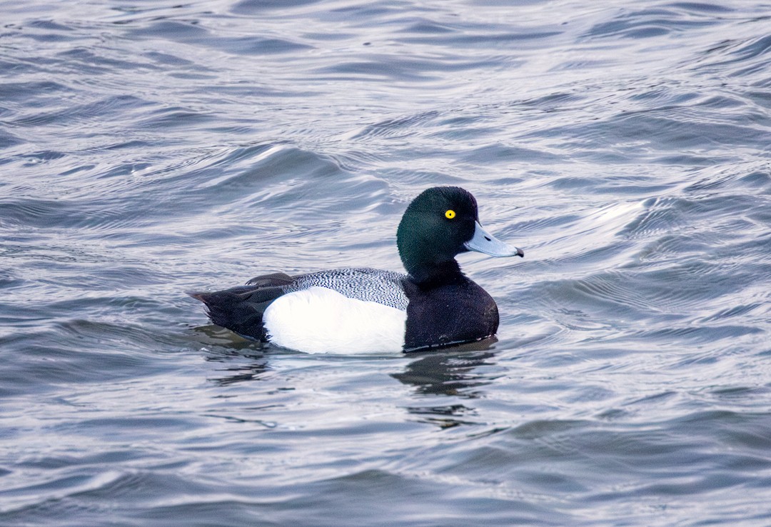 Greater Scaup - Eric Dyck