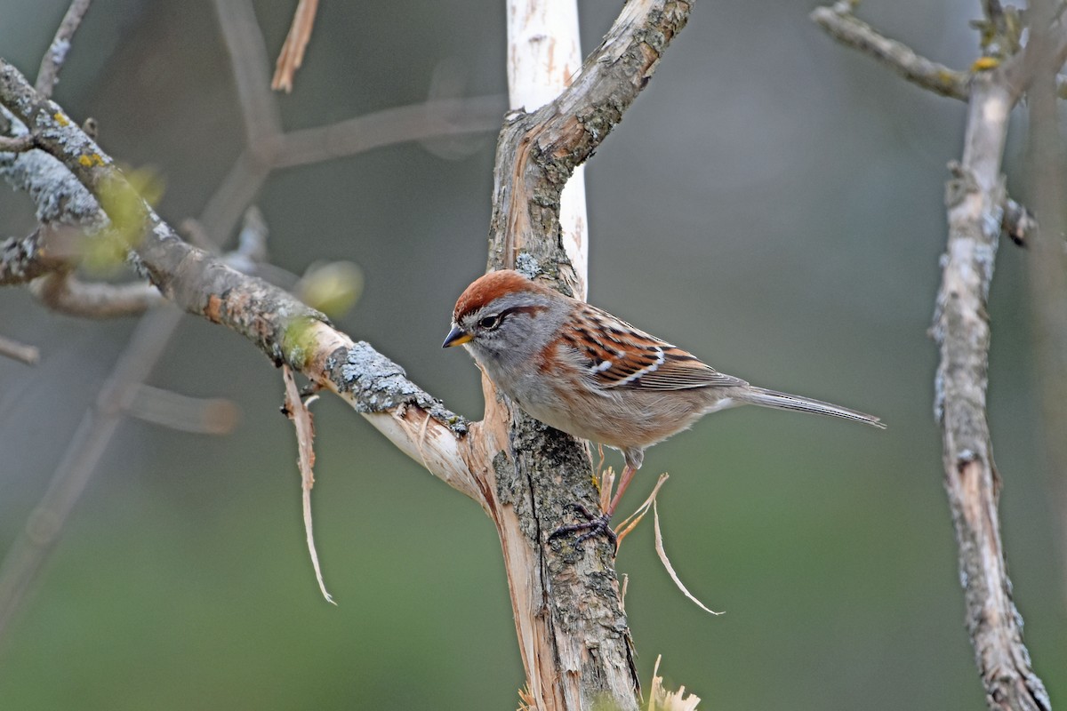 American Tree Sparrow - ML618324562