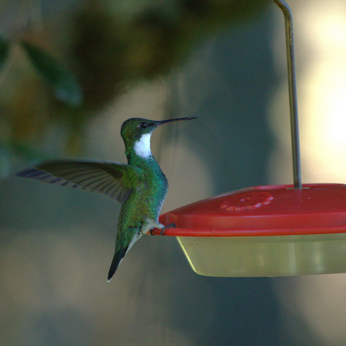 kolibřík límcový - ML618324576