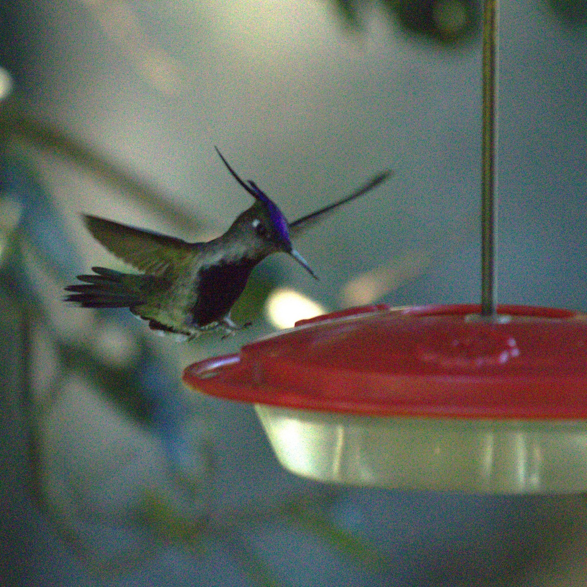 kolibřík paraguayský - ML618324583