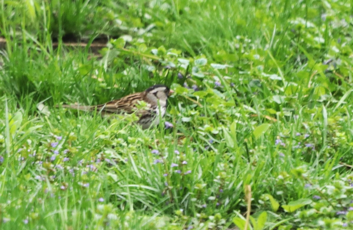 Harris's Sparrow - ML618324601