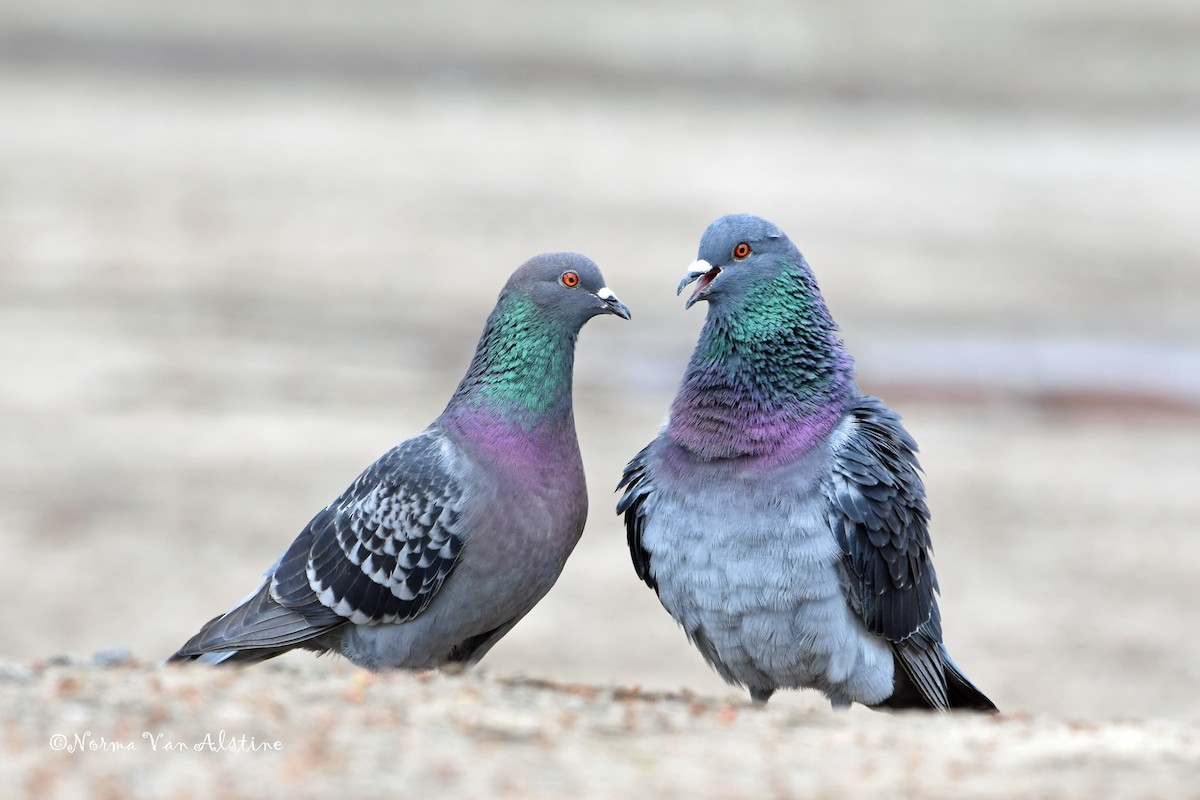 Rock Pigeon (Feral Pigeon) - Norma Van Alstine