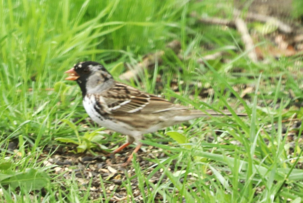 Harris's Sparrow - ML618324611